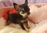 チワワ(スムース)【静岡県・男の子・2021年1月19日・ブラック&タン】の写真2