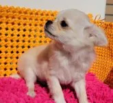 チワワ(ロング)【静岡県・男の子・2022年12月3日・クリーム】の写真4