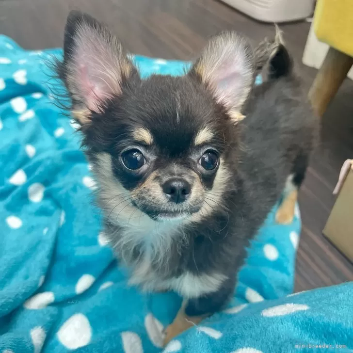 ID:2501-01014の子犬