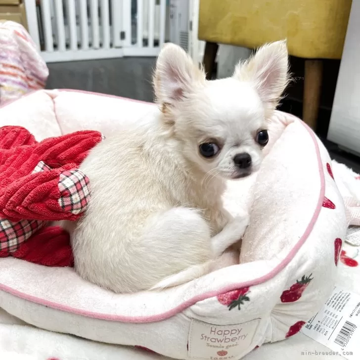 ID:2504-06686の子犬