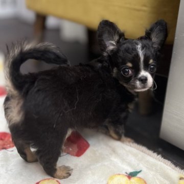 チワワ(ロング)【大阪府・男の子・2024年8月25日・ブラックタン&ホワイト】の写真「おっとりタイプの甘えた君」