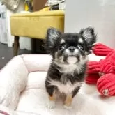 チワワ(ロング)【大阪府・女の子・2025年3月17日・ブラックタン&ホワイト】の写真3