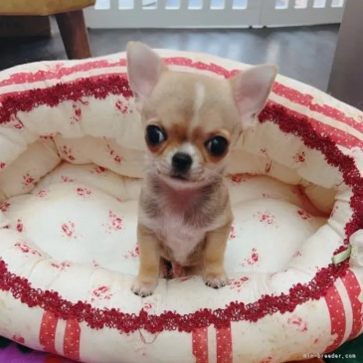 ID：2308-02013の子犬