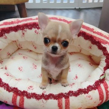 チワワ(スムース)【大阪府・男の子・2023年6月13日・フォーン&ホワイト】の写真「小さなスムースくん。」
