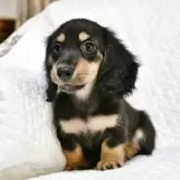 ミニチュアダックスフンド(ロング)【愛知県・男の子・2025年9月6日・ブラック&イエロー】の写真3