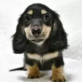 ミニチュアダックスフンド(ロング)【愛知県・男の子・2025年9月6日・ブラック&イエロー】の写真4