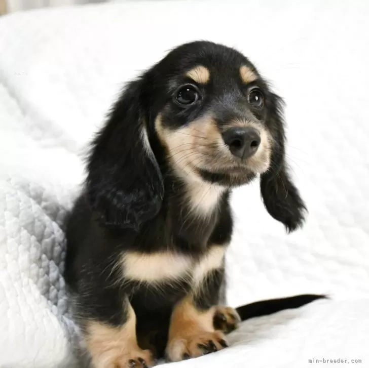 ミニチュアダックスフンド(ロング)【愛知県・男の子・2025年9月6日・ブラック&amp;イエロー】の写真1