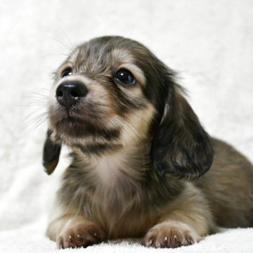 ミニチュアダックスフンド(ロング)【愛知県・男の子・2025年9月6日・シェーデッドイエロー】の写真「ダックス専門 小顔で可愛い♪◎PRAクリア」