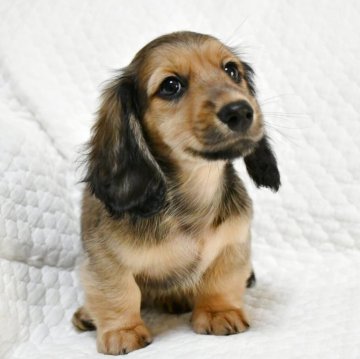 ミニチュアダックスフンド(ロング)【愛知県・男の子・2025年9月6日・シェーデッドイエロー】の写真「ダックス専門犬舎♪◎PRAクリア」