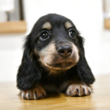 ミニチュアダックスフンド(ロング)【愛知県・男の子・2025年9月6日・ブラック&イエロー】の写真「ダックス専門 小顔で可愛い♪◎PRAクリア」