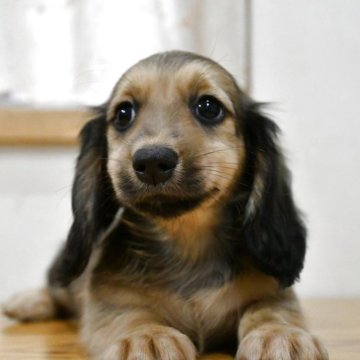 ミニチュアダックスフンド(ロング)【愛知県・男の子・2025年9月6日・シェーデッドレッド】の写真「ダックス専門犬舎♪◎PRAクリア」