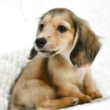 ミニチュアダックスフンド(ロング)【愛知県・男の子・2025年9月6日・シェーデッドイエロー】の写真「ダックス専門 小顔で可愛い♪◎PRAクリア」