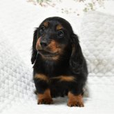 カニンヘンダックスフンド(ロング)