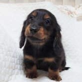 カニンヘンダックスフンド(ロング)