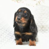 カニンヘンダックスフンド(ロング)