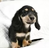 ミニチュアダックスフンド(ロング)【愛知県・男の子・2025年9月6日・ブラック&イエロー】の写真1