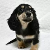 ミニチュアダックスフンド(ロング)【愛知県・男の子・2025年9月6日・ブラック&イエロー】の写真5