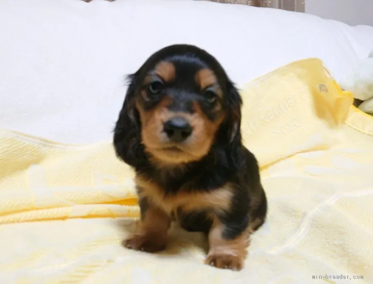 ID：2012-00385の子犬