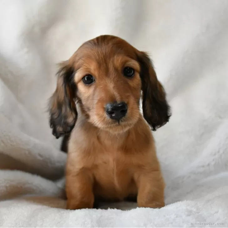 ID：2401-01660の子犬