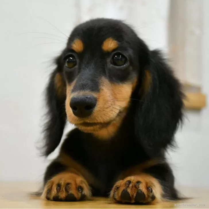 ID:2408-07030の子犬
