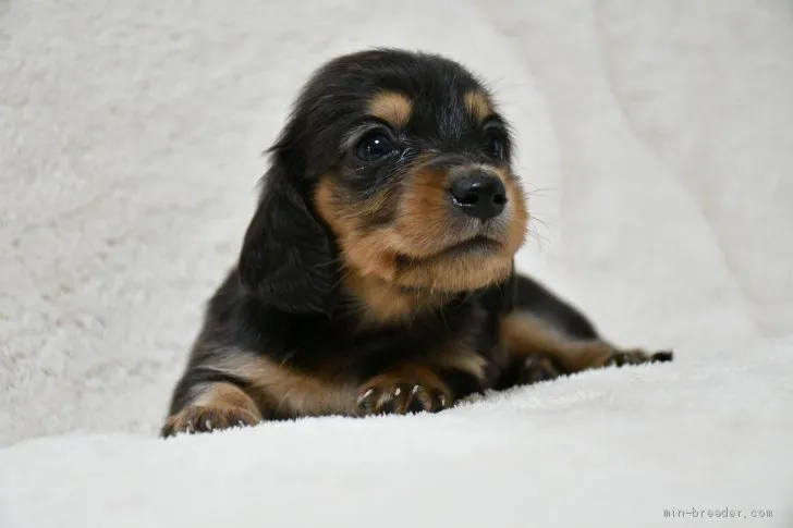 M.Ｉ 様のお迎えした子犬