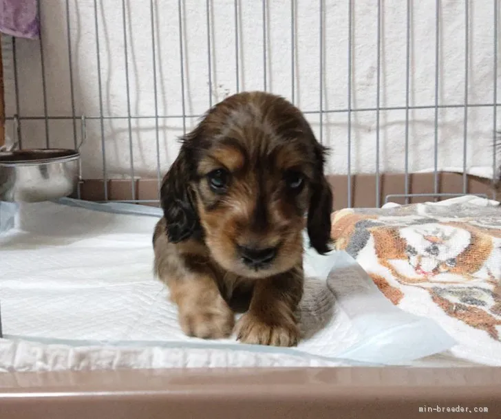 ID:1909-01940の子犬