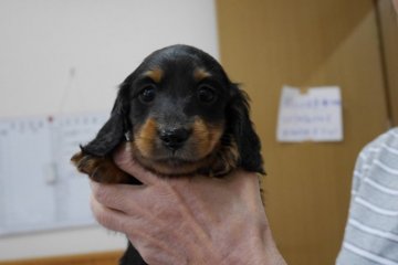 ミニチュアダックスフンド(ロング)【愛知県・女の子・2016年2月23日・ブラック&タン】の写真「超名血統　父チャンピオン　ＰＲＡ発症しません」