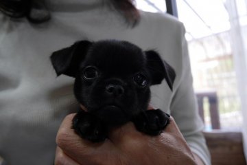 プチブラバンソン【愛知県・女の子・2016年3月28日・ブラック】の写真「希少犬プチブラバンソンが生まれました♪」