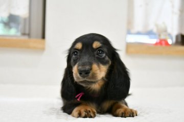 ミニチュアダックスフンド(ロング)【愛知県・女の子・2021年8月17日・ブラック&タン】の写真「ダックス専門犬舎 両親チャンピオン・PRAクリア♪」