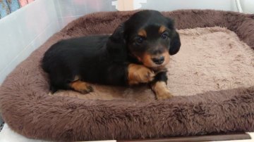 ミニチュアダックスフンド(ロング)【愛知県・男の子・2019年10月23日・ブラック&タン】の写真「パパはインターチャンピオン♪両親PRAクリアです♪」