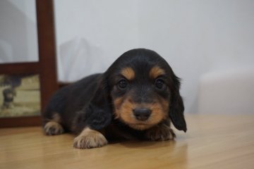 ミニチュアダックスフンド(ロング)【愛知県・女の子・2019年3月29日・ブラック&タン】の写真「パパはチャンピオン♪両親PRAクリアです♪」