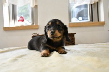 カニンヘンダックスフンド(ロング)【愛知県・女の子・2021年12月25日・ブラック&タン】の写真「ダックス専門犬舎 父インターチャンピオン！」