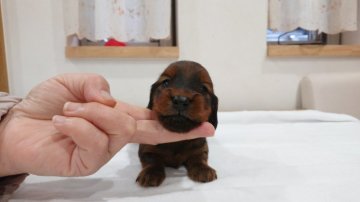 カニンヘンダックスフンド(ロング)【愛知県・男の子・2019年11月2日・レッド】の写真「良血統ドイツ系・両親PRAクリア」