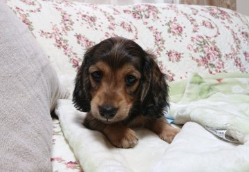 ミニチュアダックスフンド(ロング)【愛知県・男の子・2019年7月16日・レッド(シェーデッド)】の写真「両親チャンピオン！ショーチャレンジ可能♪」