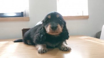 ミニチュアダックスフンド(ロング)【愛知県・男の子・2020年1月28日・ブラック&タン】の写真「父カニンヘンINT・CH　母CH・PRA安心♪」