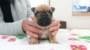 フレンチブルドッグ【愛知県・男の子・2019年11月12日・レッドフォーン】の写真「イギリス外産娘。DM安心です」