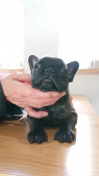 フレンチブルドッグ【愛知県・男の子・2019年11月12日・ブリンドル】の写真「父イギリス外産。12日までの販売です」