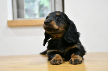 カニンヘンダックスフンド(ロング)【愛知県・女の子・2022年3月10日・ブラック&タン】の写真「ダックス専門犬舎 ママはチャンピオン！」