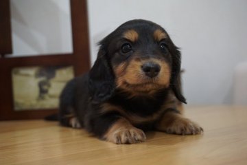 ミニチュアダックスフンド(ロング)【愛知県・男の子・2019年3月29日・ブラック&タン】の写真「パパはチャンピオン♪両親PRAクリアです♪」