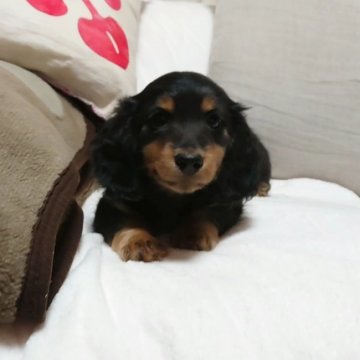 ミニチュアダックスフンド(ロング)【愛知県・男の子・2019年10月23日・ブラック&タン】の写真「ダックス専門ブリーダー☆PRAクリアで安心♪」