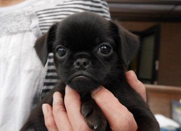 プチブラバンソン【愛知県・男の子・2016年3月28日・ブラック】の写真「希少犬プチブラバンソンが生まれました♪」