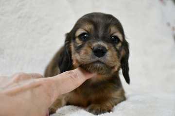 ミニチュアダックスフンド(ロング)【愛知県・女の子・2021年6月3日・レッド(シェーデッド)】の写真「ダックス専門ブリーダー PRAクリア♪」