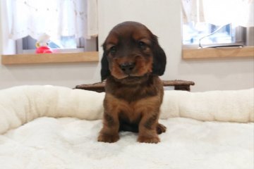 カニンヘンダックスフンド(ロング)【愛知県・男の子・2019年11月2日・レッド】の写真「良血統ドイツ系・両親PRAクリア♪」
