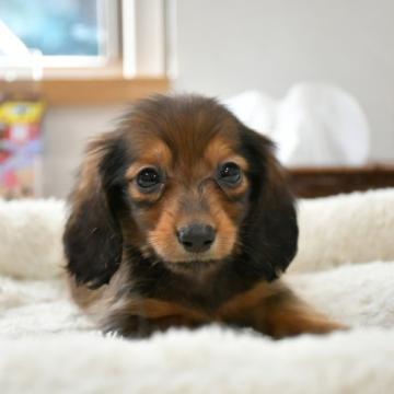 カニンヘンダックスフンド(ロング)【愛知県・男の子・2022年8月5日・レッド】の写真「お値下げしました！」