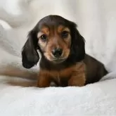 ミニチュアダックスフンド(ロング)【愛知県・男の子・2023年11月18日・レッド(シェーデッド)】の写真3