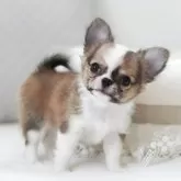チワワ(ロング)