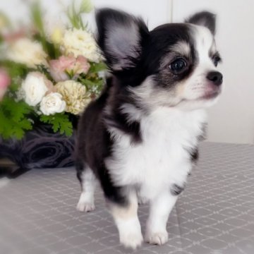 チワワ(ロング)【岩手県・女の子・2021年5月28日・ブラックタン&ホワイト】の写真「可愛い女の子です🌷」