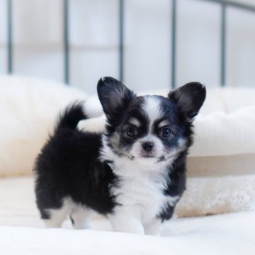 チワワ(ロング)【岩手県・女の子・2024年2月11日・ブラックタン&ホワイト】の写真「可愛い女の子💕」