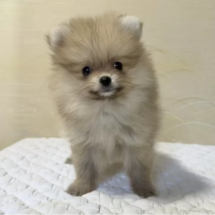 ID：2507-08302の子犬