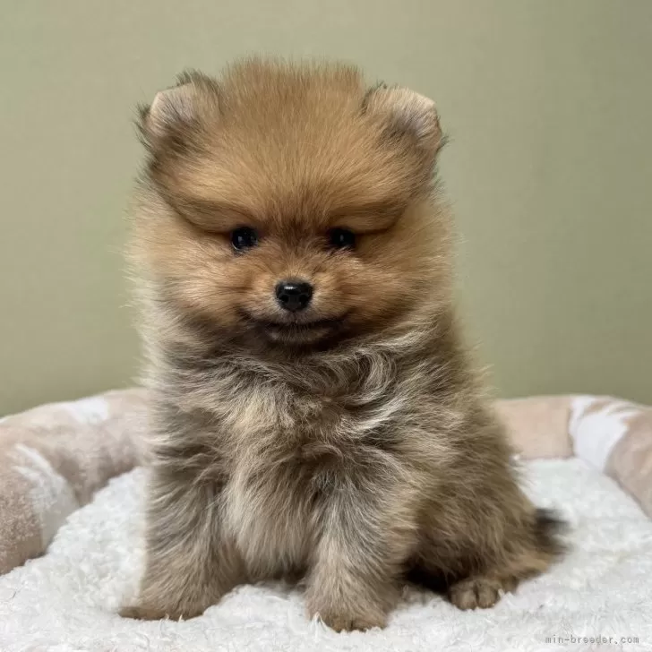 ID：2507-08305の子犬